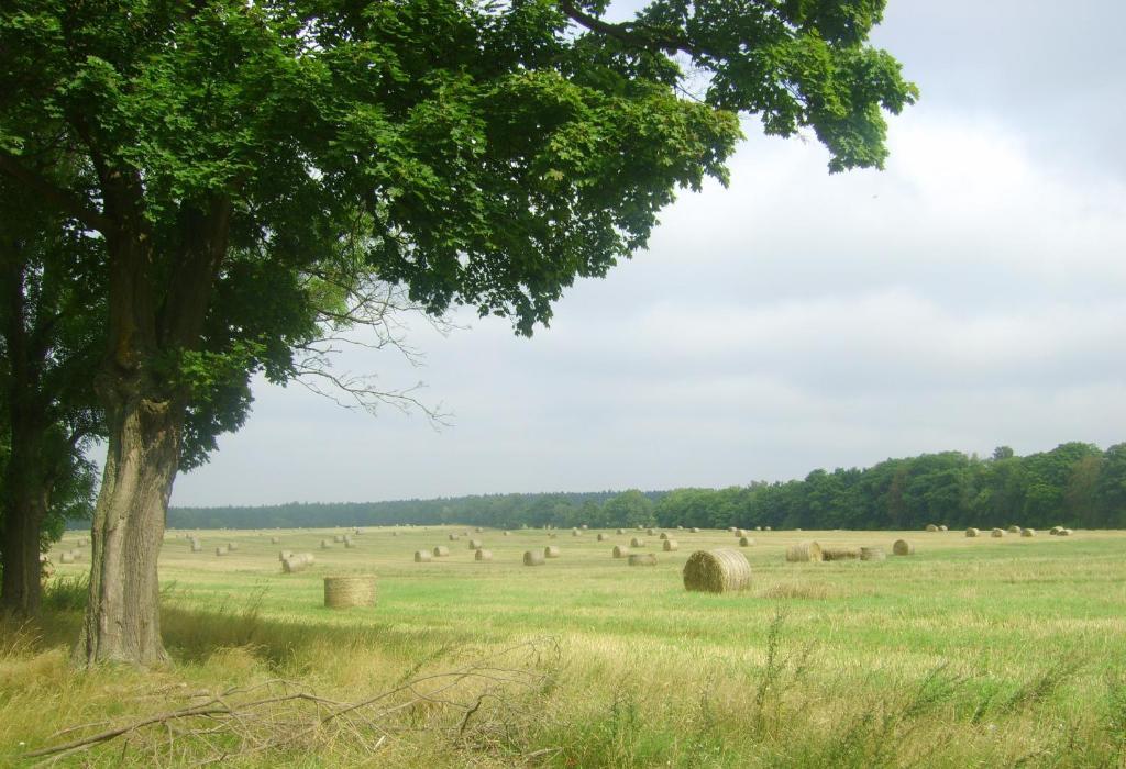 Gospodarstwo Agroturystyczne Lesniczowka Lubin (Lubuskie) Exterior photo